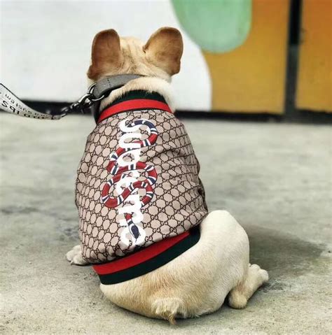 chihuahua gucci clothes|gucci pets.